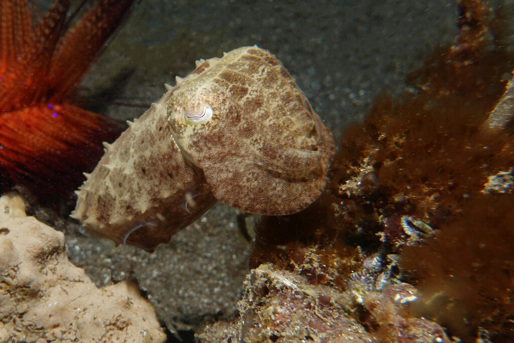 White-Sands_Lembeh_Sulawesi_dsc03315