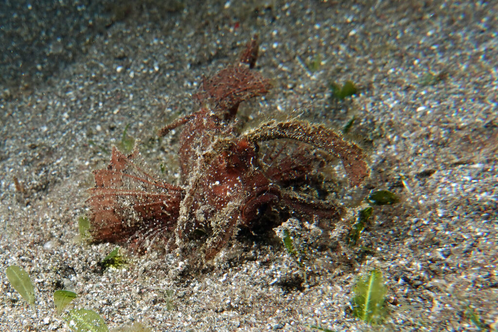 White-Sands_Lembeh_Sulawesi_dsc03317