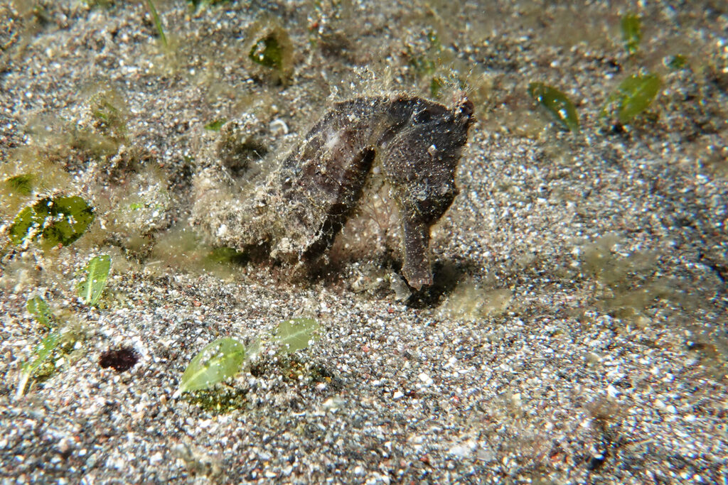 White-Sands_Lembeh_Sulawesi_dsc03322