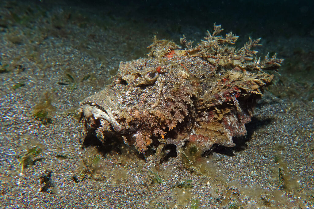 White-Sands_Lembeh_Sulawesi_dsc03326