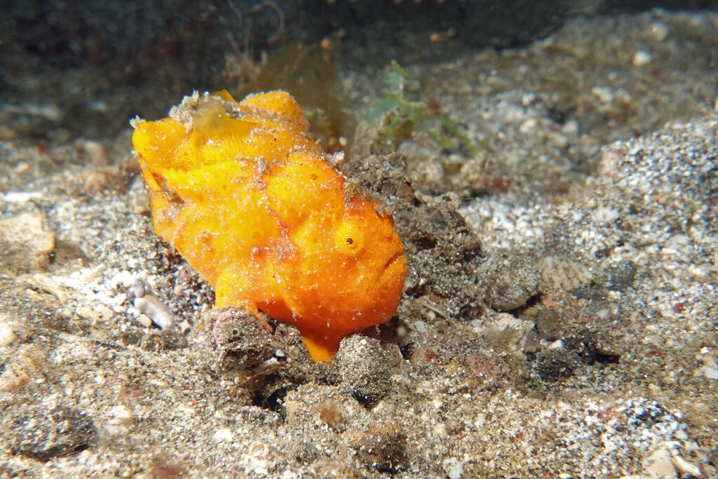 Anglerfische (frogfish) beim Muck-Diving in der Lembeh Strait