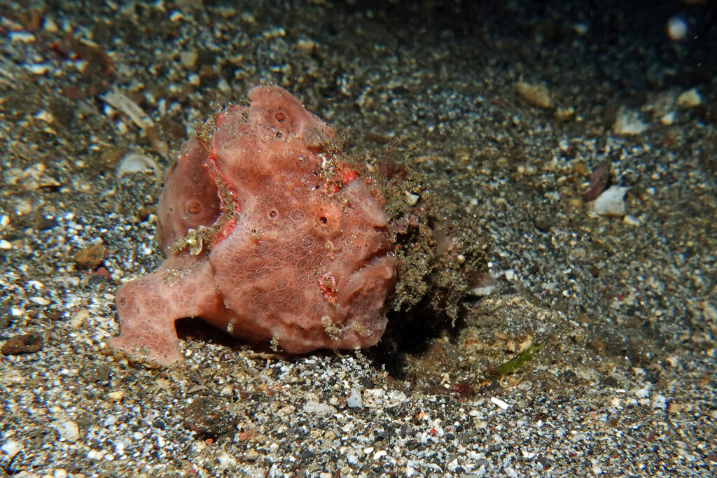 Anglerfische (frogfish) beim Much-Diving in der Lembeh Strait