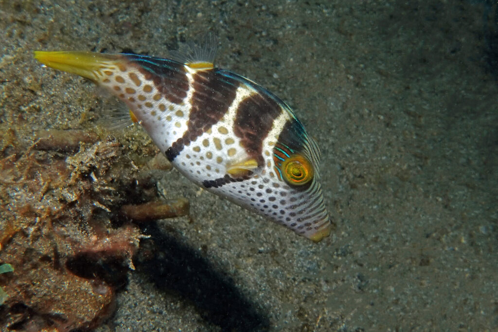 White-Sands_Lembeh_Sulawesi_dsc03351