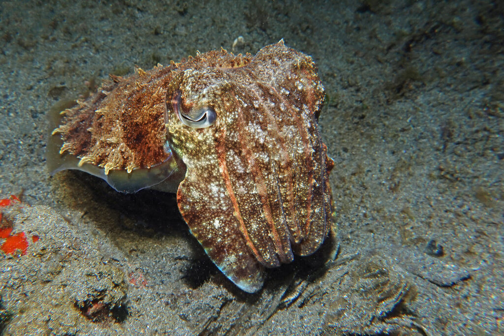 White-Sands_Lembeh_Sulawesi_dsc03355