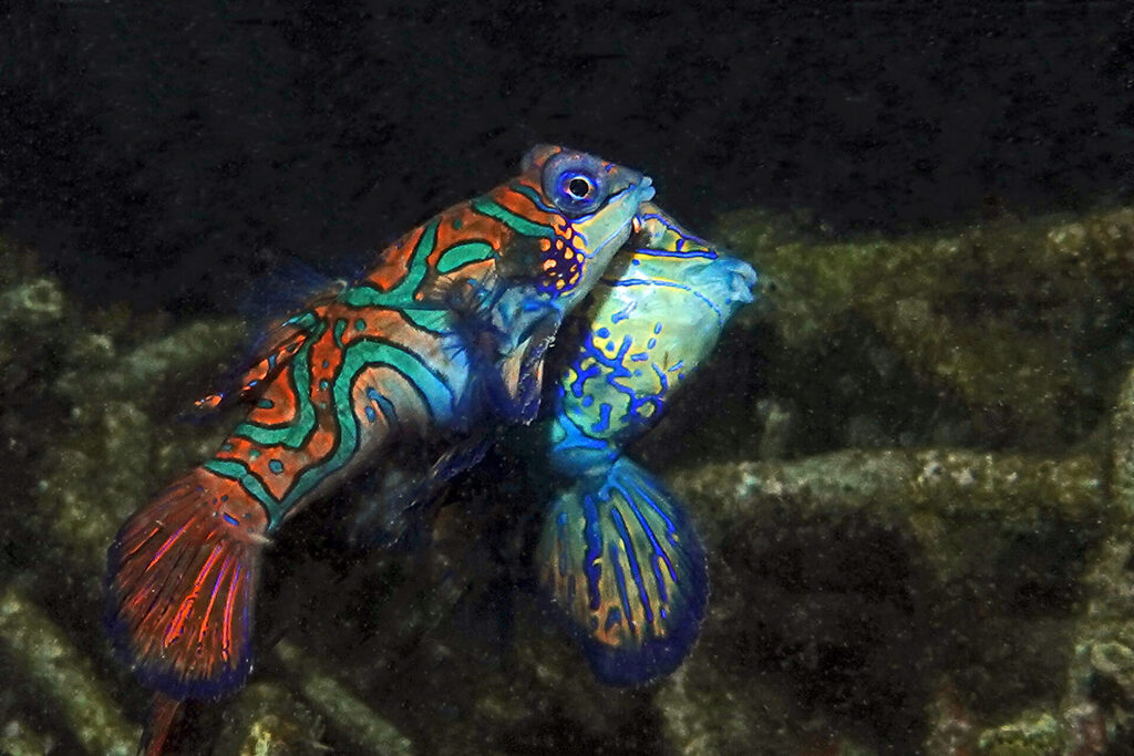 Mandarinfisch-Balz beim Tauchen in der Lembeh Strait