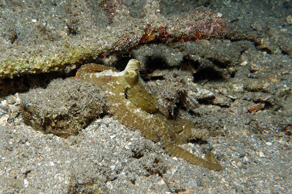 White-Sands_Lembeh_Sulawesi_dsc03380