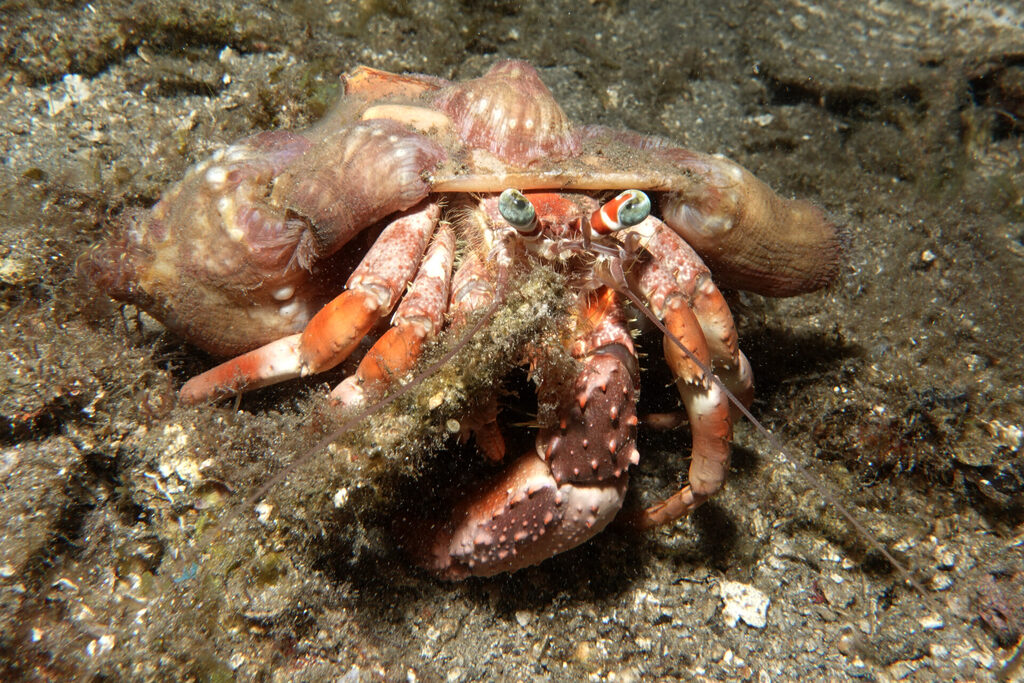 White-Sands_Lembeh_Sulawesi_dsc03388