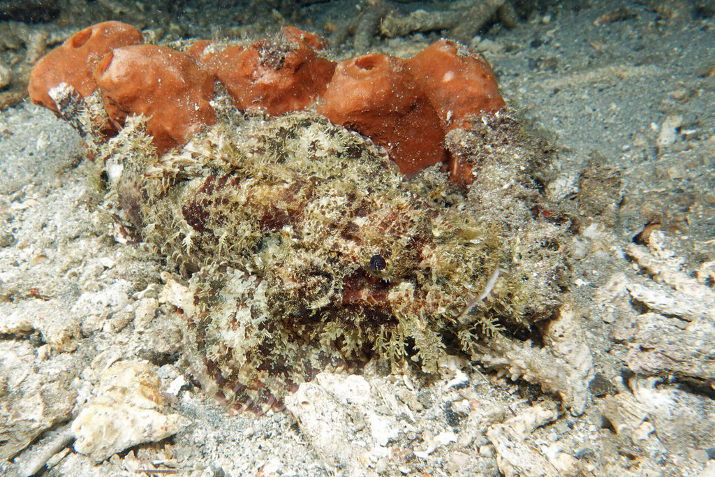 White-Sands_Lembeh_Sulawesi_dsc03391