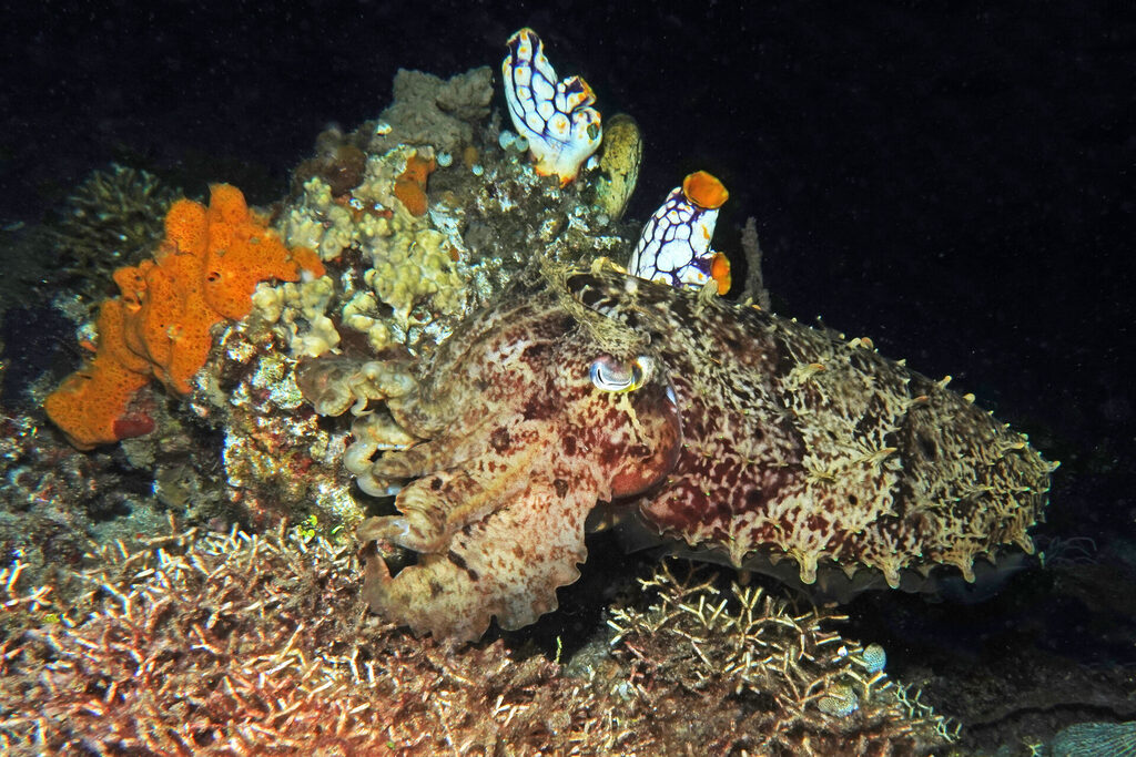 White-Sands_Lembeh_Sulawesi_dsc03392