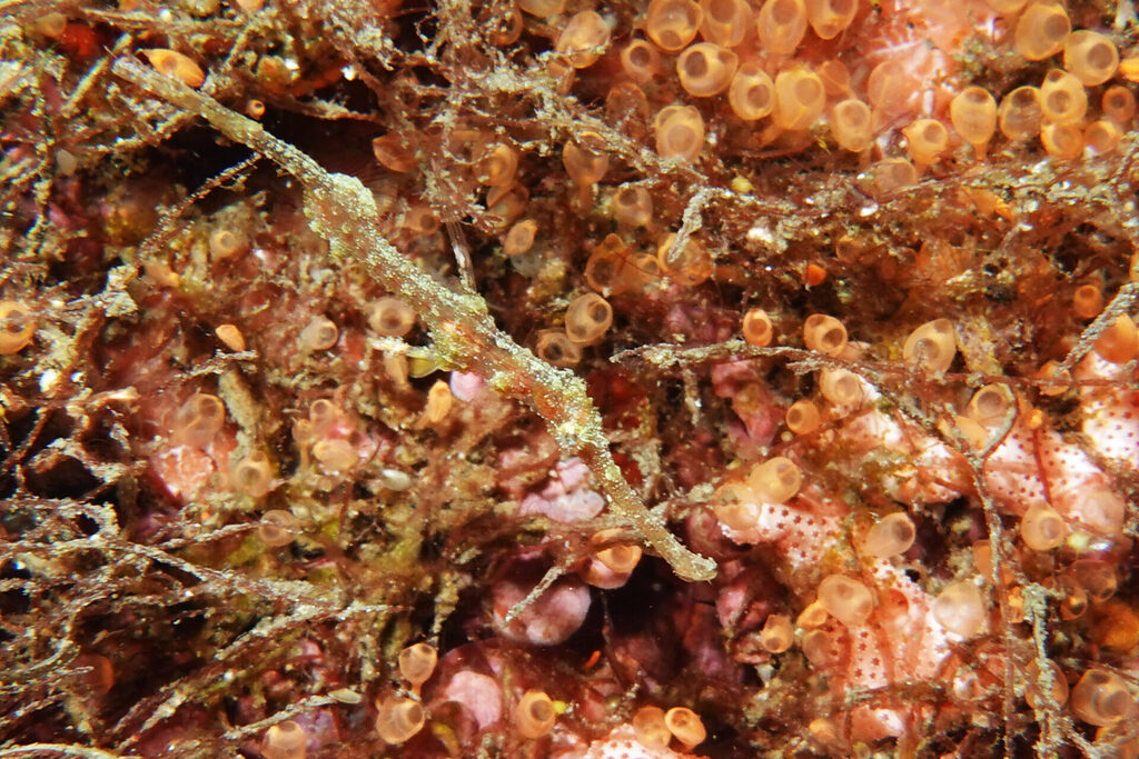 White-Sands_Lembeh_Sulawesi_dsc03396