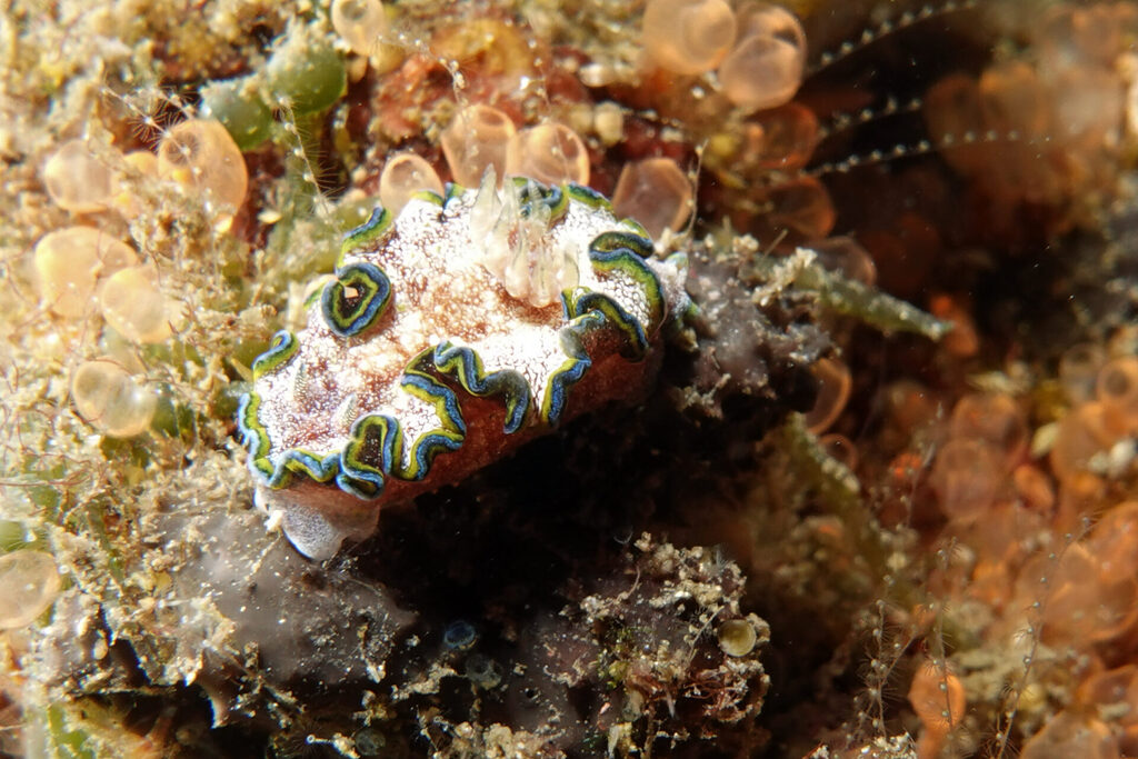 White-Sands_Lembeh_Sulawesi_dsc03397