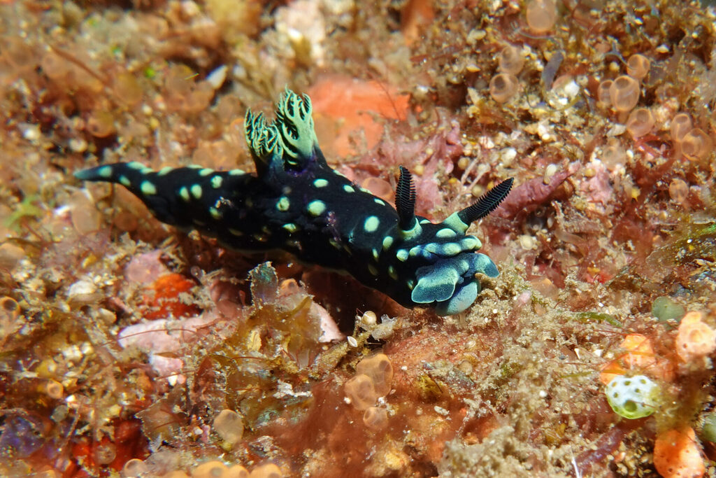 White-Sands_Lembeh_Sulawesi_dsc03399