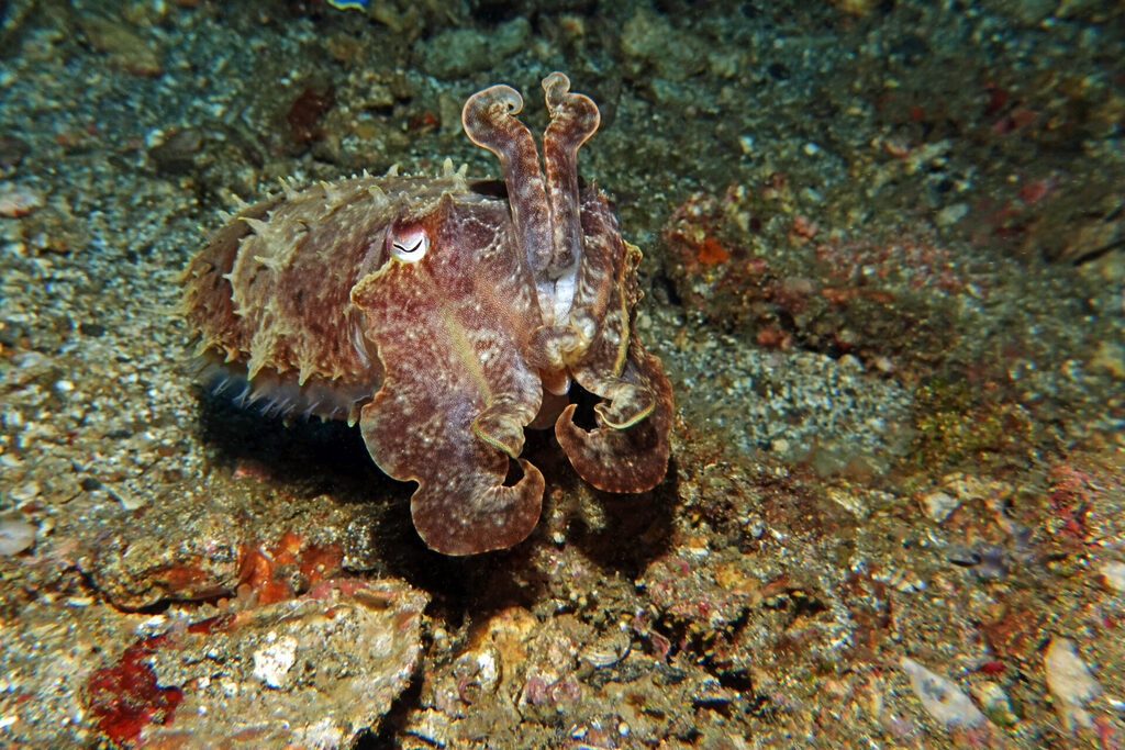 White-Sands_Lembeh_Sulawesi_dsc03410