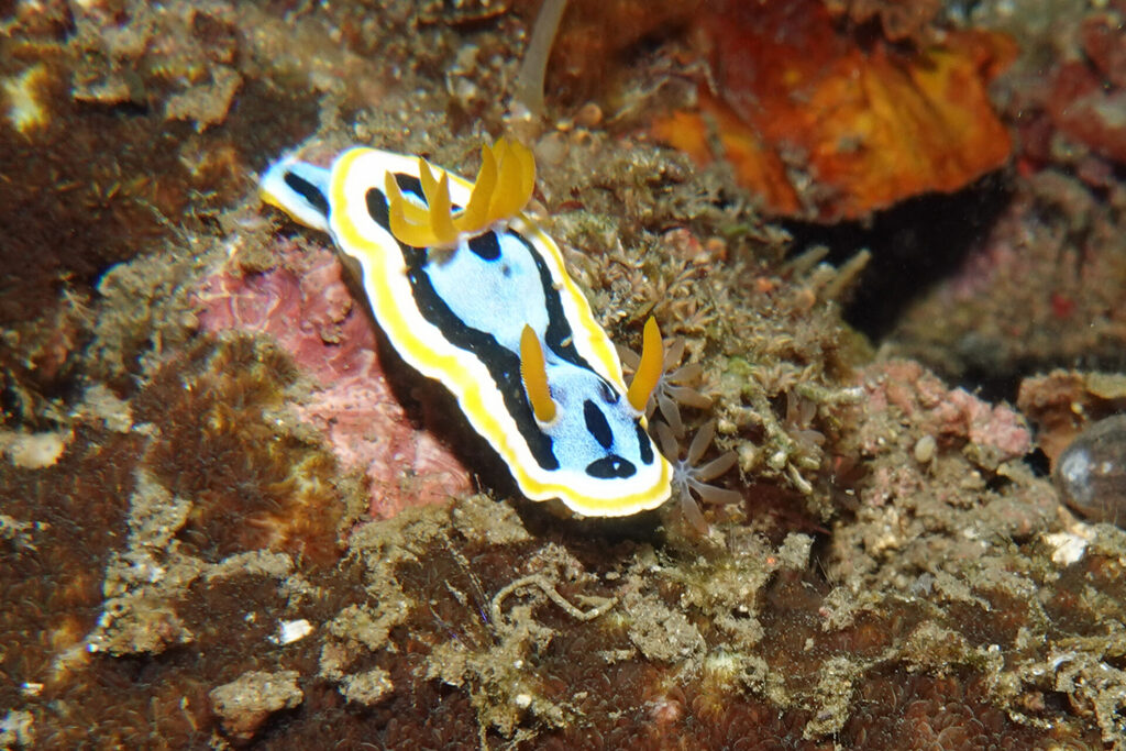 White-Sands_Lembeh_Sulawesi_dsc03416