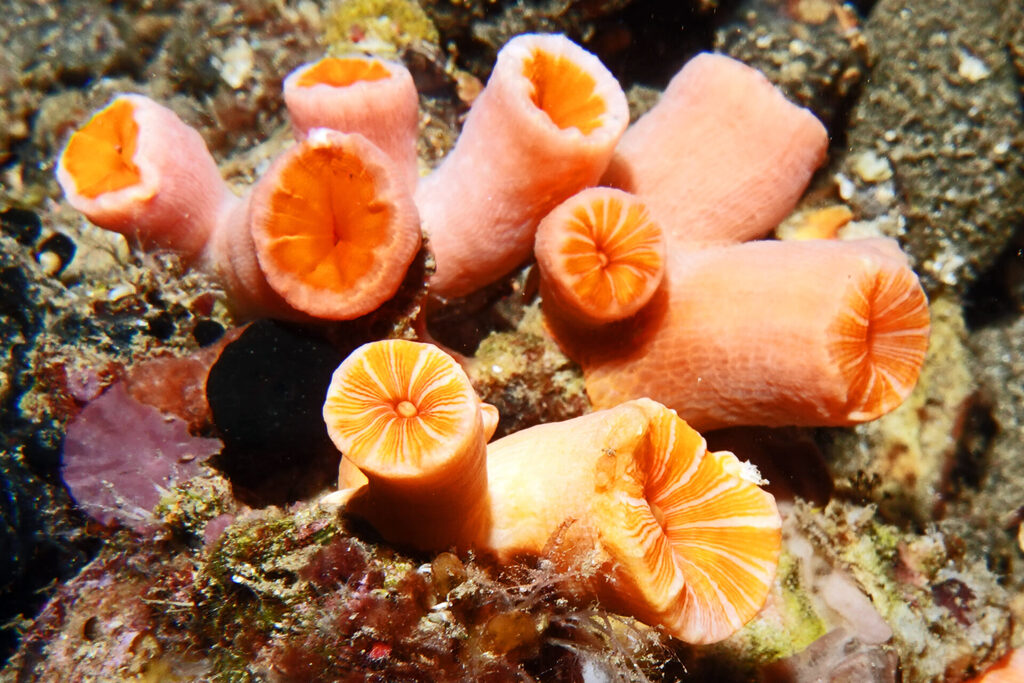 White-Sands_Lembeh_Sulawesi_dsc03417