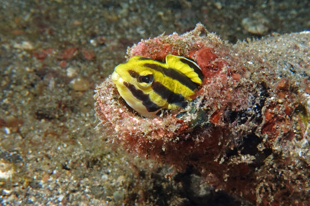 White-Sands_Lembeh_Sulawesi_dsc03418