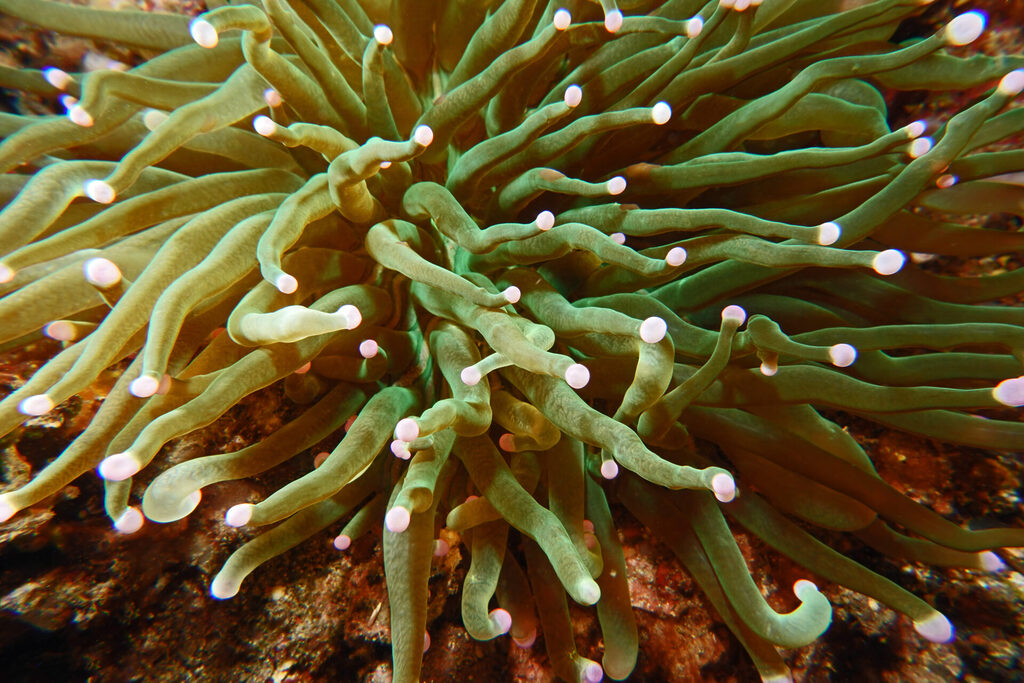 White-Sands_Lembeh_Sulawesi_dsc03420