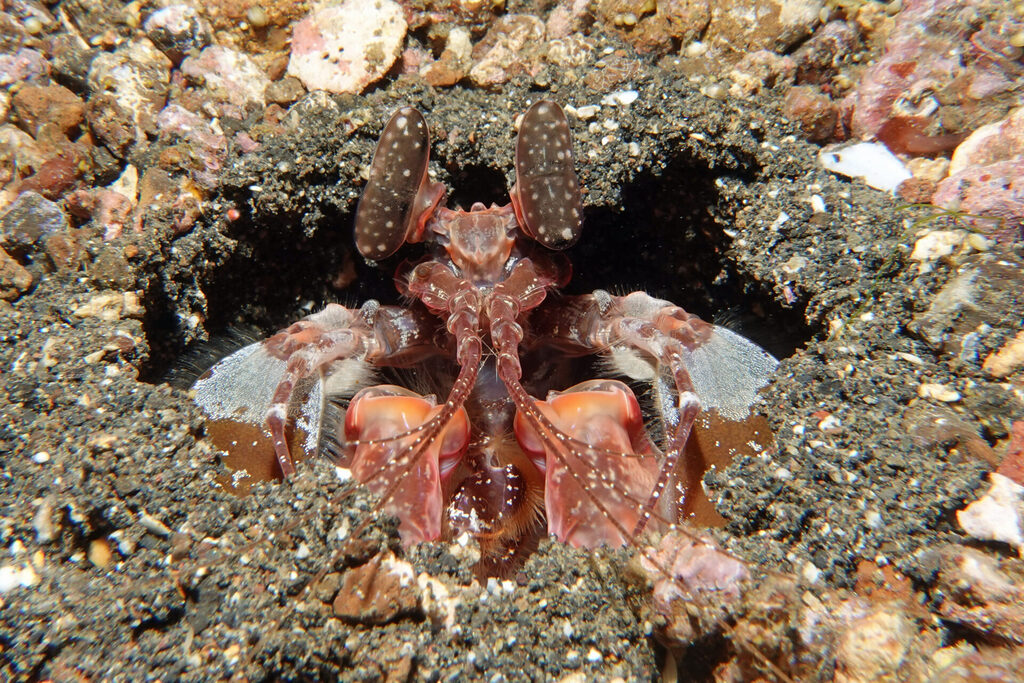 White-Sands_Lembeh_Sulawesi_dsc03421