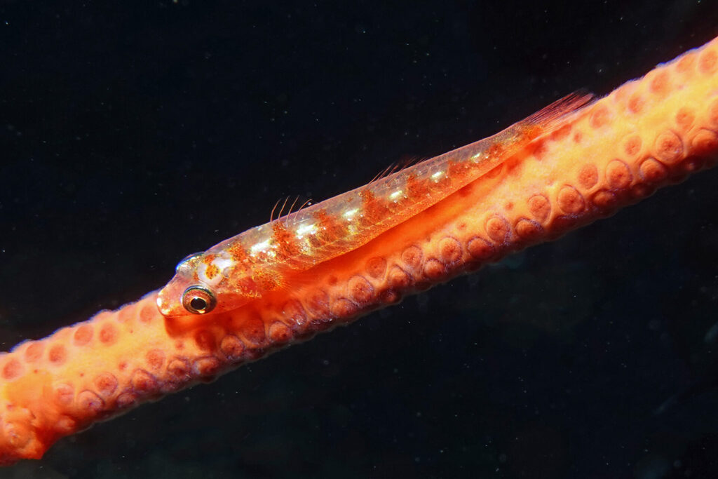 White-Sands_Lembeh_Sulawesi_dsc03423