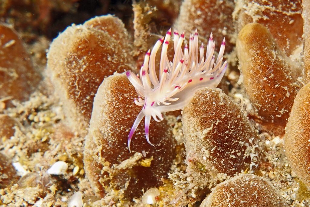 White-Sands_Lembeh_Sulawesi_dsc03429