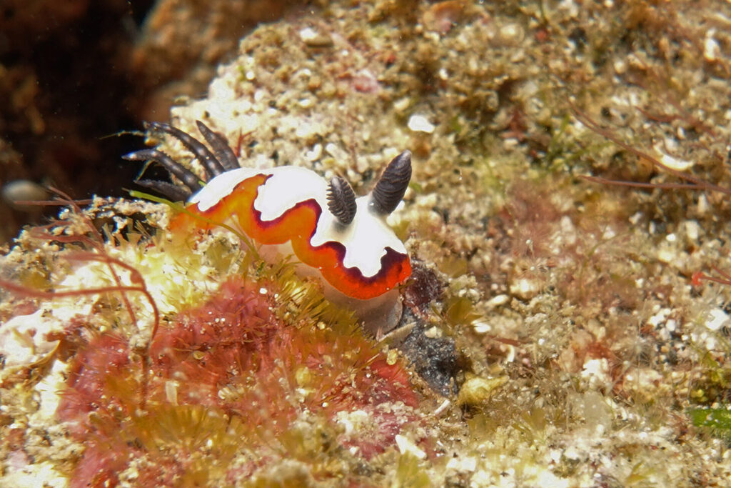 White-Sands_Lembeh_Sulawesi_dsc03433