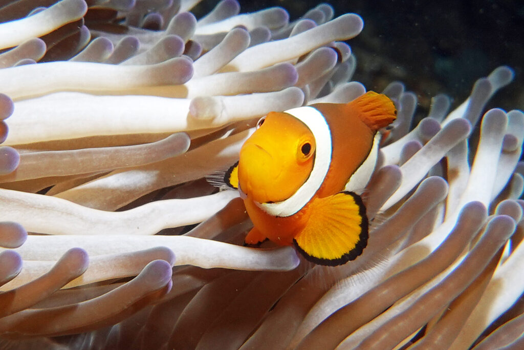 White-Sands_Lembeh_Sulawesi_dsc03453