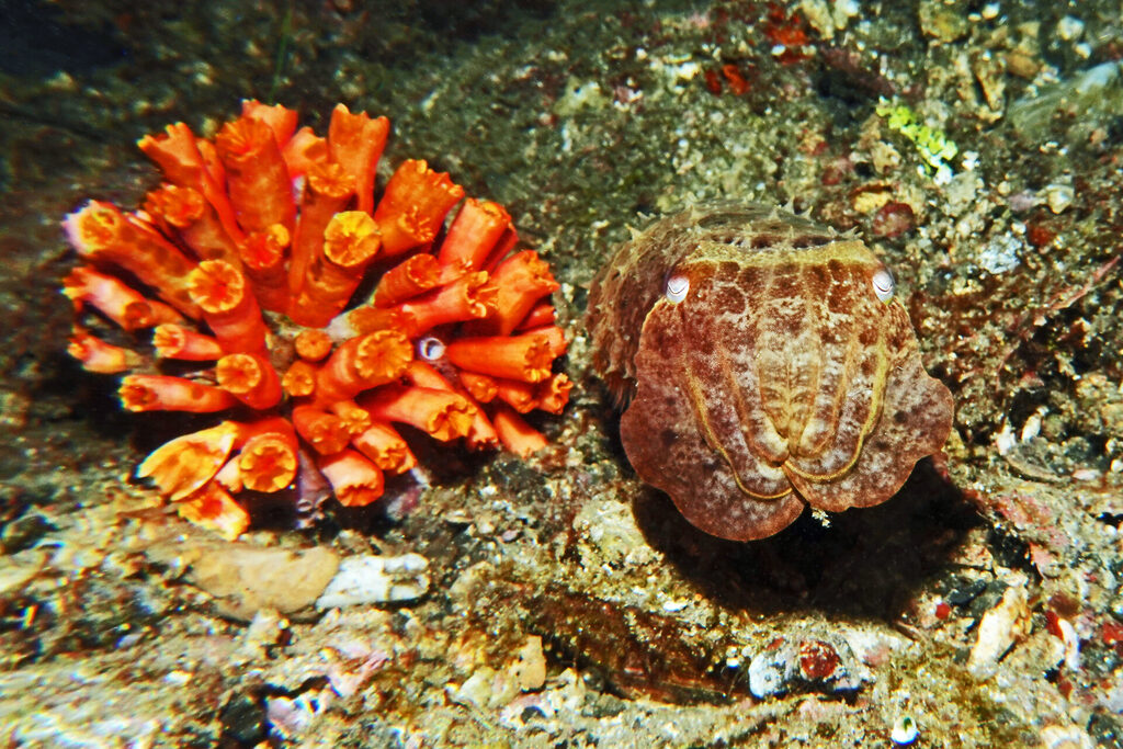 White-Sands_Lembeh_Sulawesi_dsc03458