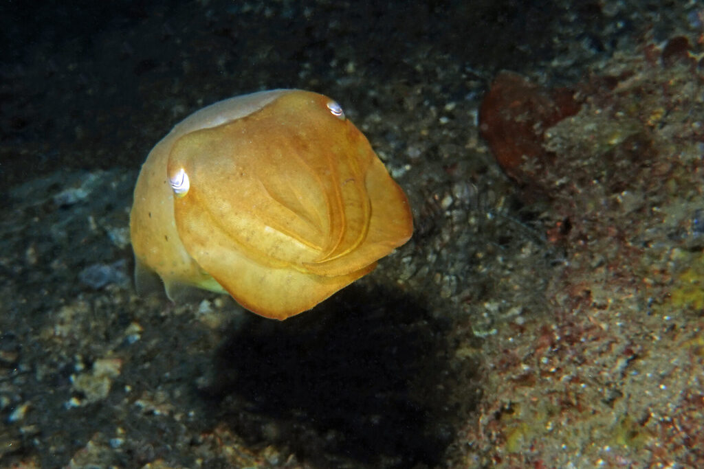White-Sands_Lembeh_Sulawesi_dsc03459