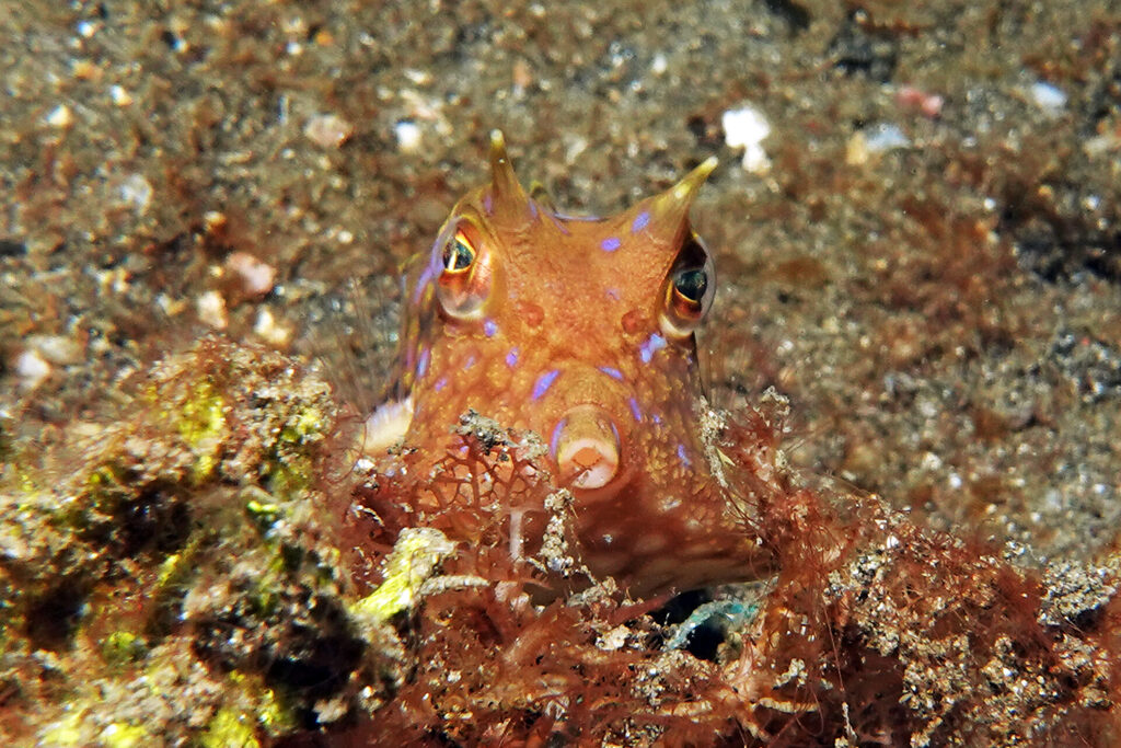 White-Sands_Lembeh_Sulawesi_dsc03471