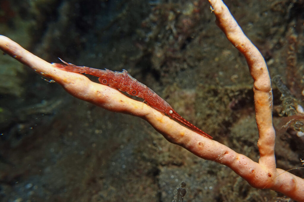 White-Sands_Lembeh_Sulawesi_dsc03472