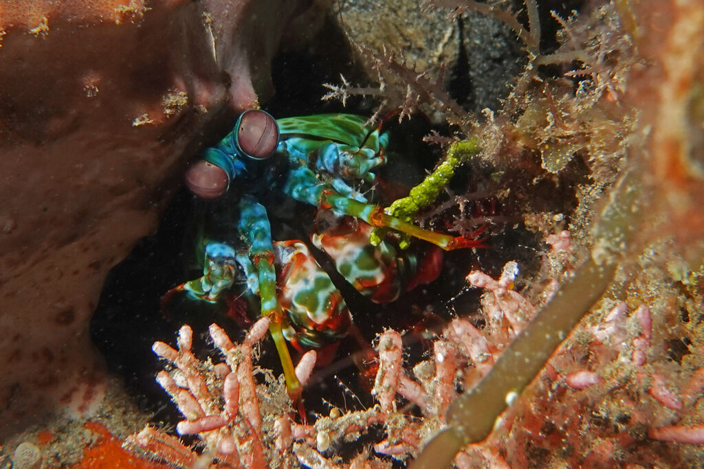 White-Sands_Lembeh_Sulawesi_dsc03473