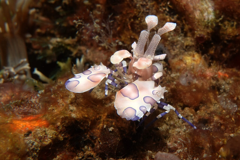 White-Sands_Lembeh_Sulawesi_dsc03477