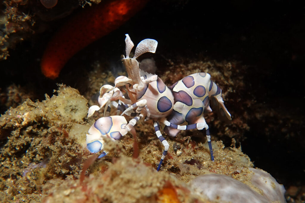 White-Sands_Lembeh_Sulawesi_dsc03482
