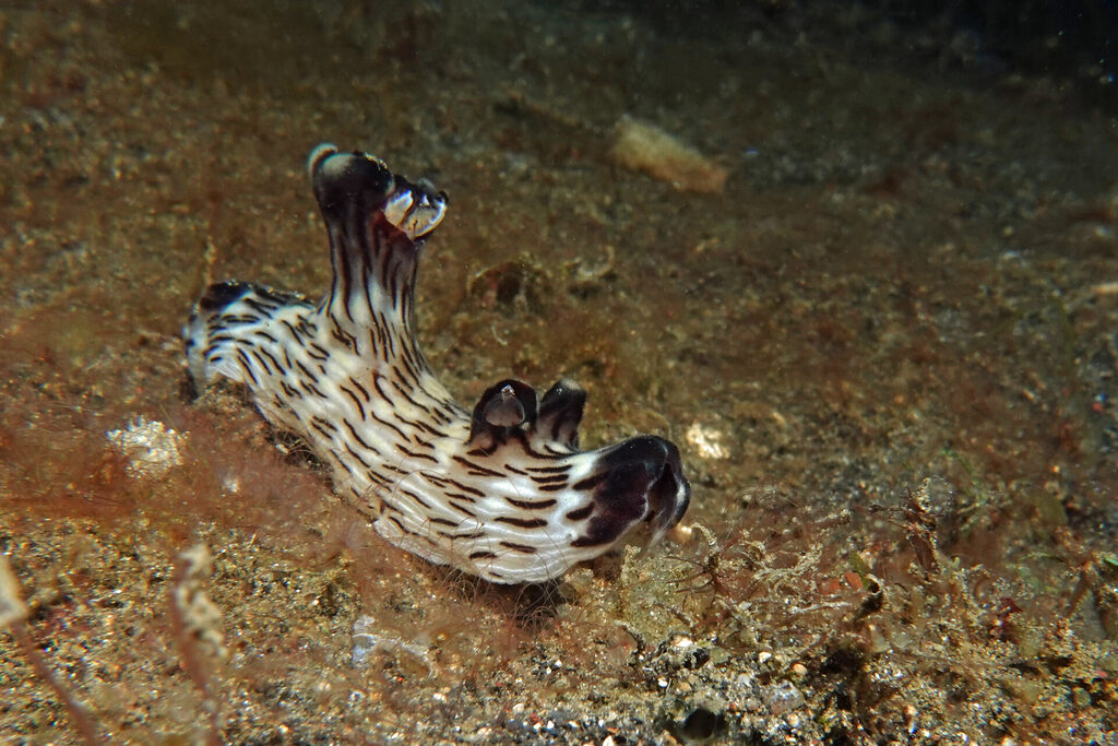 White-Sands_Lembeh_Sulawesi_dsc03489