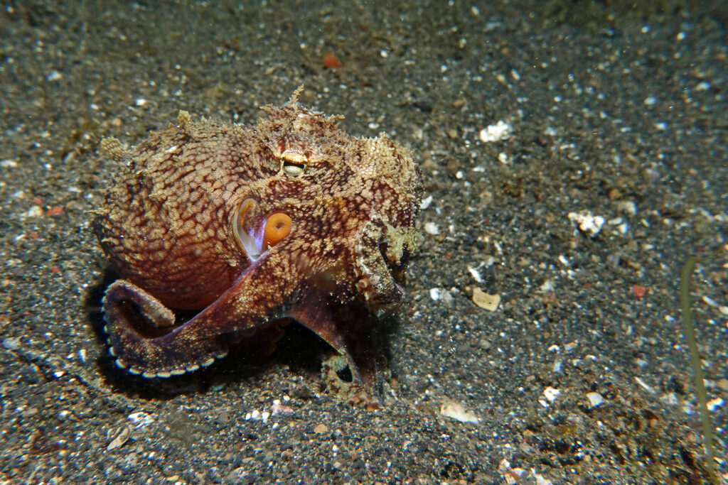 White-Sands_Lembeh_Sulawesi_dsc03500