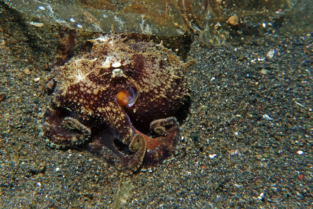 White-Sands_Lembeh_Sulawesi_dsc03502 Kokosnussoktopus beim Tauchen in der Lembeh Strait