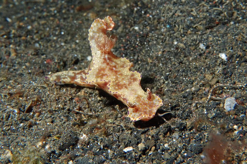 White-Sands_Lembeh_Sulawesi_dsc03507
