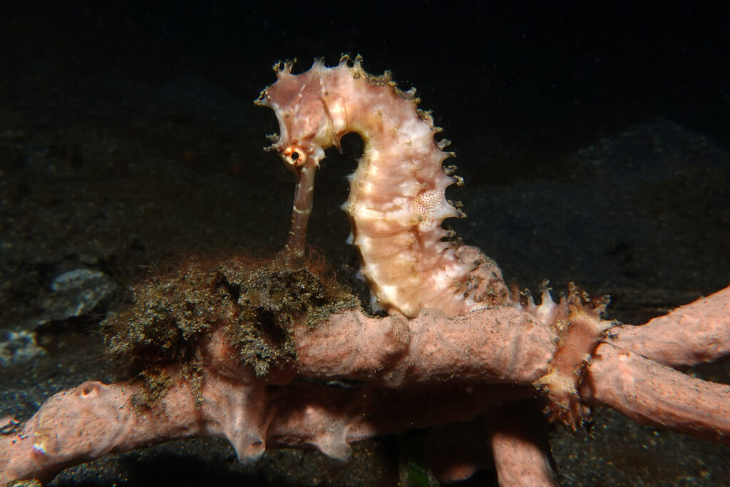 White-Sands_Lembeh_Sulawesi_dsc03510