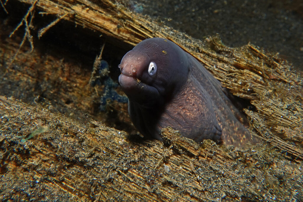 White-Sands_Lembeh_Sulawesi_dsc03515