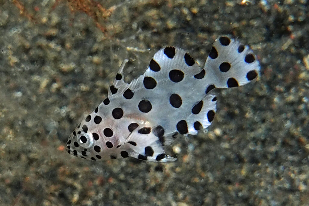White-Sands_Lembeh_Sulawesi_dsc03518