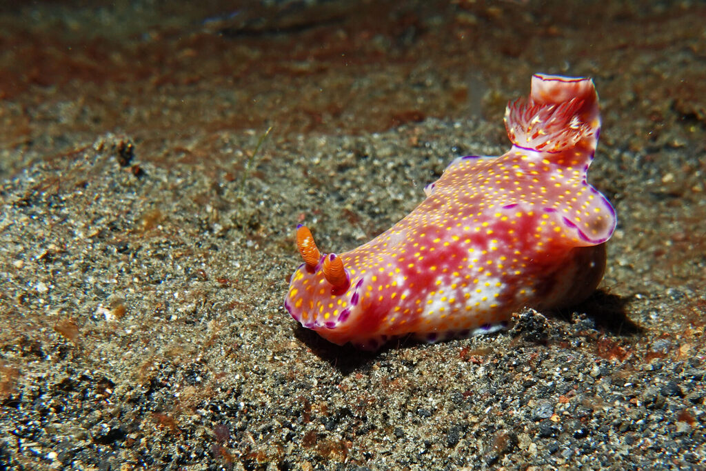 White-Sands_Lembeh_Sulawesi_dsc03523