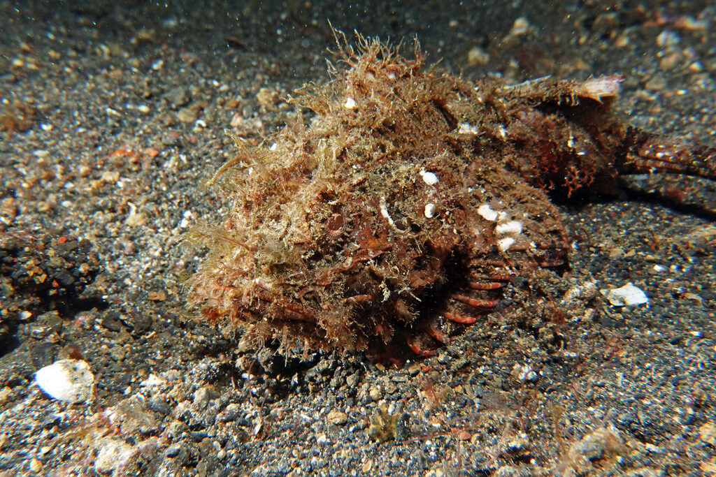 White-Sands_Lembeh_Sulawesi_dsc03524