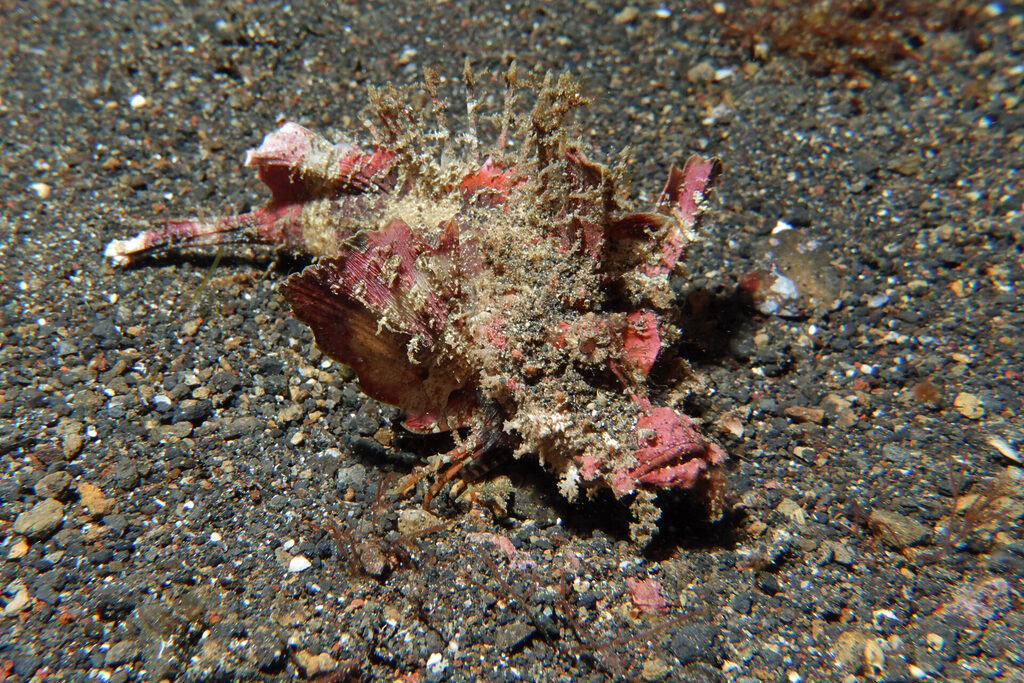 White-Sands_Lembeh_Sulawesi_dsc03527