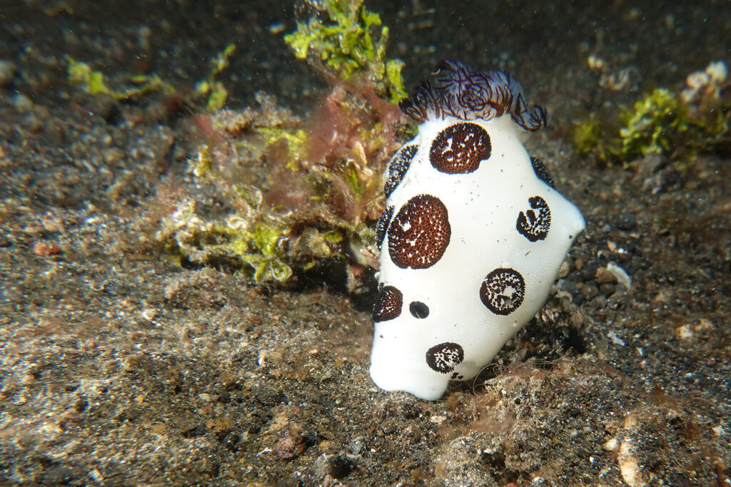 White-Sands_Lembeh_Sulawesi_dsc03531