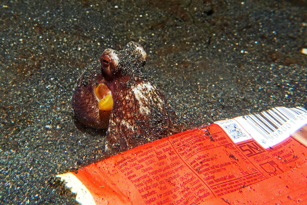 Der Kokosnussoktopus sucht sich ein. neues Zuhause in der Lembeh Strait