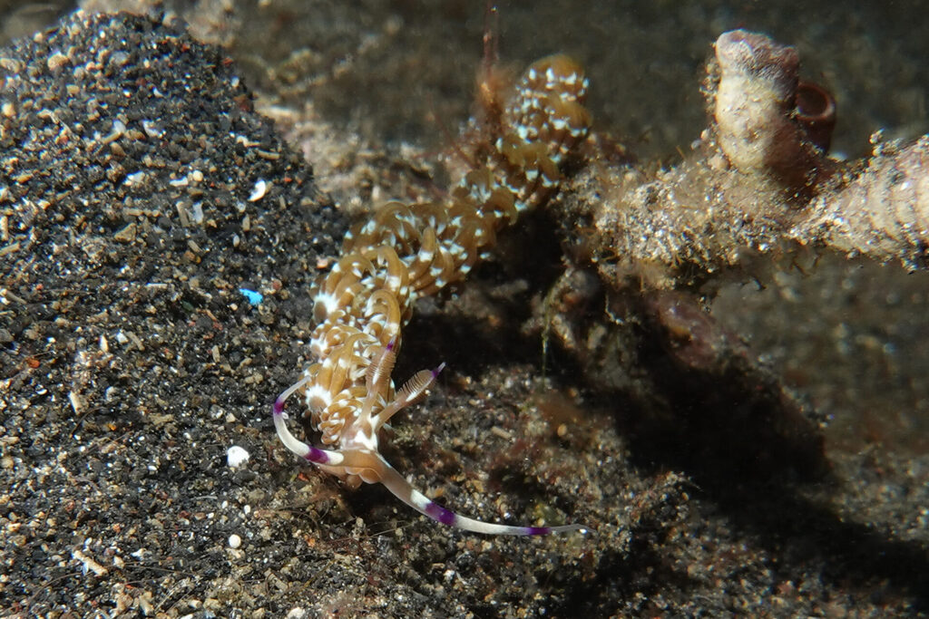 White-Sands_Lembeh_Sulawesi_dsc03543