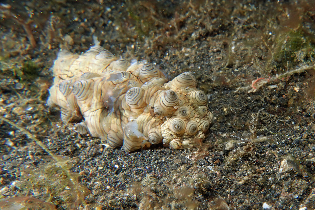 White-Sands_Lembeh_Sulawesi_dsc03557