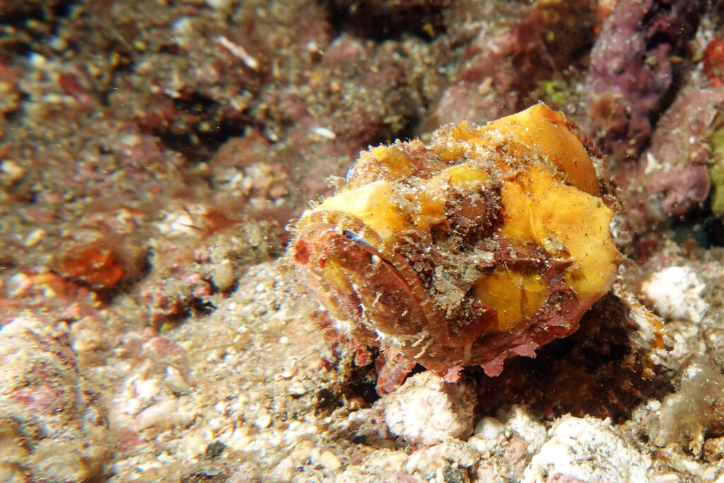 White-Sands_Lembeh_Sulawesi_dsc03559