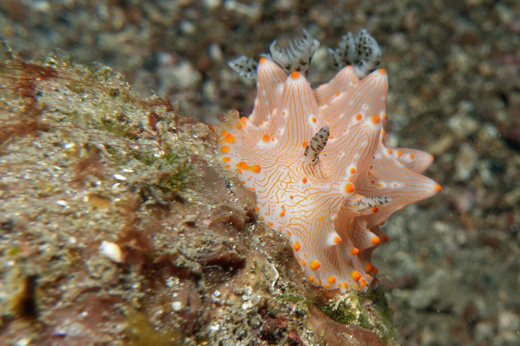White-Sands_Lembeh_Sulawesi_dsc03568