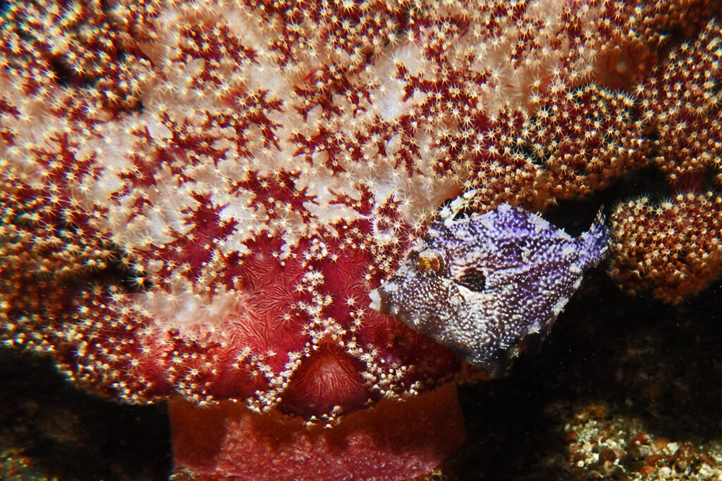 White-Sands_Lembeh_Sulawesi_dsc03569